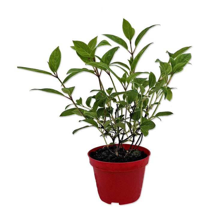 ХОРТЕНЗИЯ PANICULATA