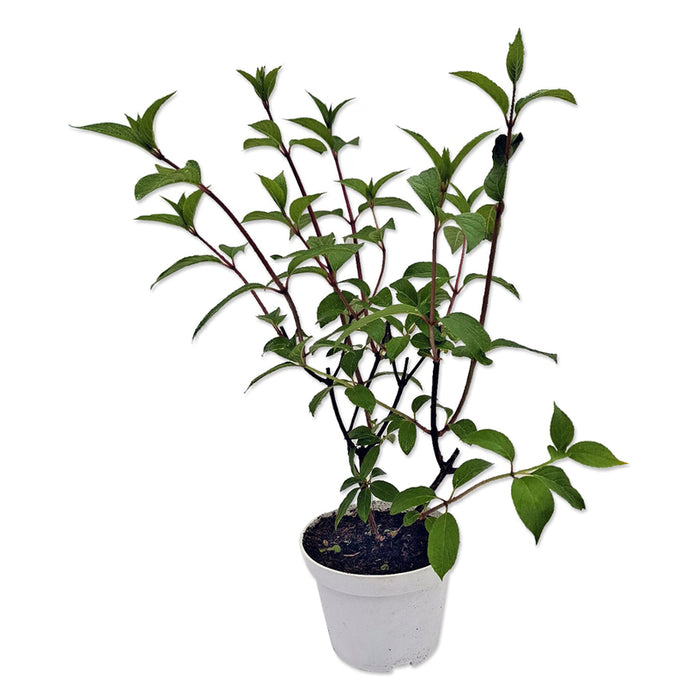 ХОРТЕНЗИЯ PANICULATA