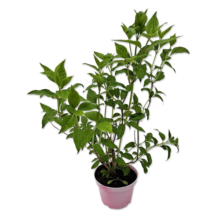 ХОРТЕНЗИЯ PANICULATA