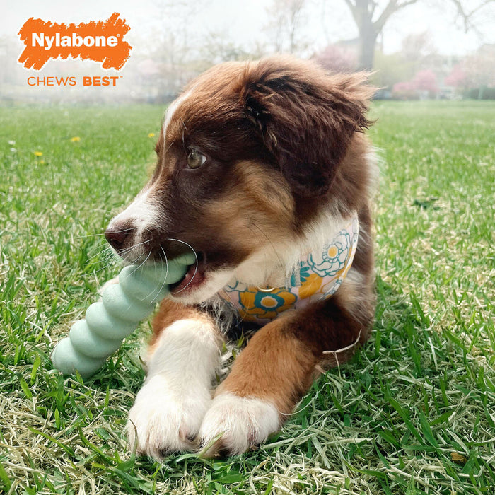 Гризалка за кучета Nylabone SENSORY TACTILE STICK Зелен Фъстъчено масло Bacon S