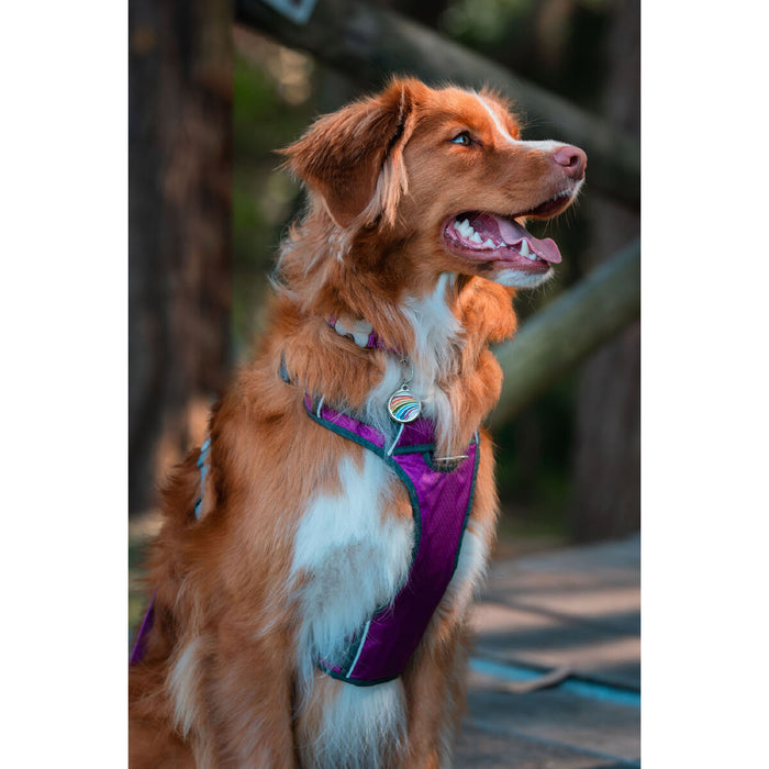 Каишка за Куче Red Dingo Dingo 30-47 cm 37-52 cm Лилав S