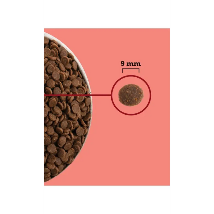 ACANA Highest Protein Indoor Cat - суха храна за котки