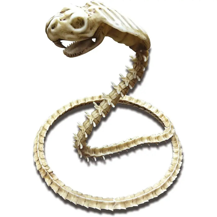 Аксесоари за Маскараден Костюм My Other Me Скелет Cobra