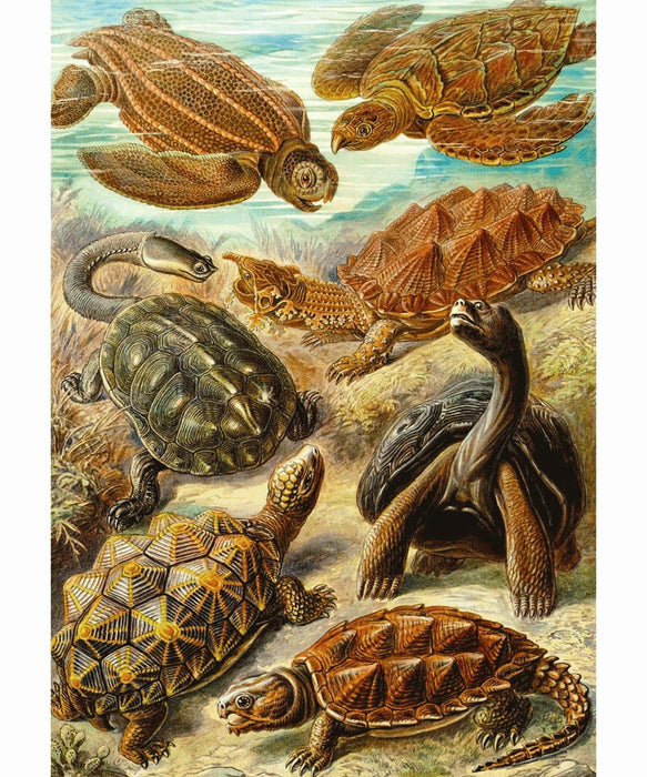 Пъзел Good Loot Imagination - Ernst Haeckel: Sea Turtles, 1000 елемента