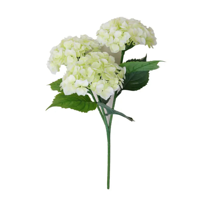 ДЕКОРАТИВНО РАСТЕНИЕ В САКСИЯ ROSSIMA ХОРТЕНЗИЯ