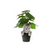 Декоративна фигурка Home ESPRIT Кафяв Черен Сив 8 x 8 x 10