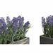 Декоративно Растение DKD Home Decor Дървен полиетилен 32 x