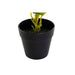 Декоративно Растение DKD Home Decor PVC полипропилен 25 x