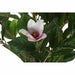 Декоративно Растение DKD Home Decor Розов Зелен PE (60 x 60