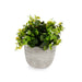 Декоративно Растение Ibergarden QY-H021 QY-H021 Пластмаса