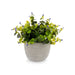 Декоративно Растение Ibergarden QY-H022 QY-H022 Пластмаса