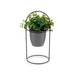 Декоративно Растение Ibergarden QY-H093 QY-H093 Метал