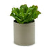 Декоративно Растение Ibergarden YC181588 YC181588 20 x 25 x