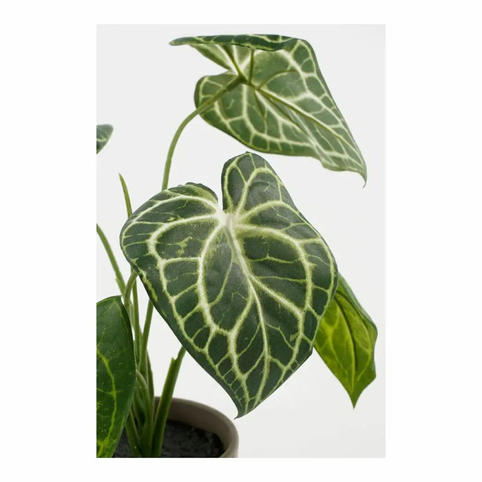 Декоративно Растение Mica Decorations Caladium Ø 21 x 28 cm