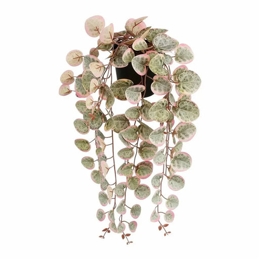 Декоративно Растение Mica Decorations Ceropegia Woodii 10 x