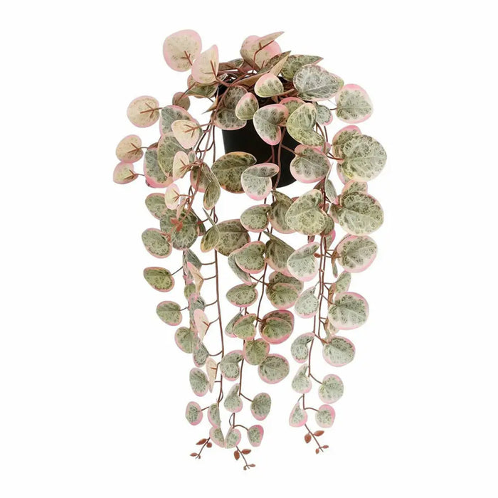 Декоративно Растение Mica Decorations Ceropegia Woodii 10 x