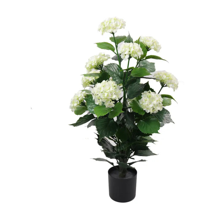 ДЕКОРАТИВНО РАСТЕНИЕ В САКСИЯ ROSSIMA ХОРТЕНЗИЯ