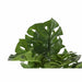 Декоративно Растение DKD Home Decor Monstera Зелен PP PE