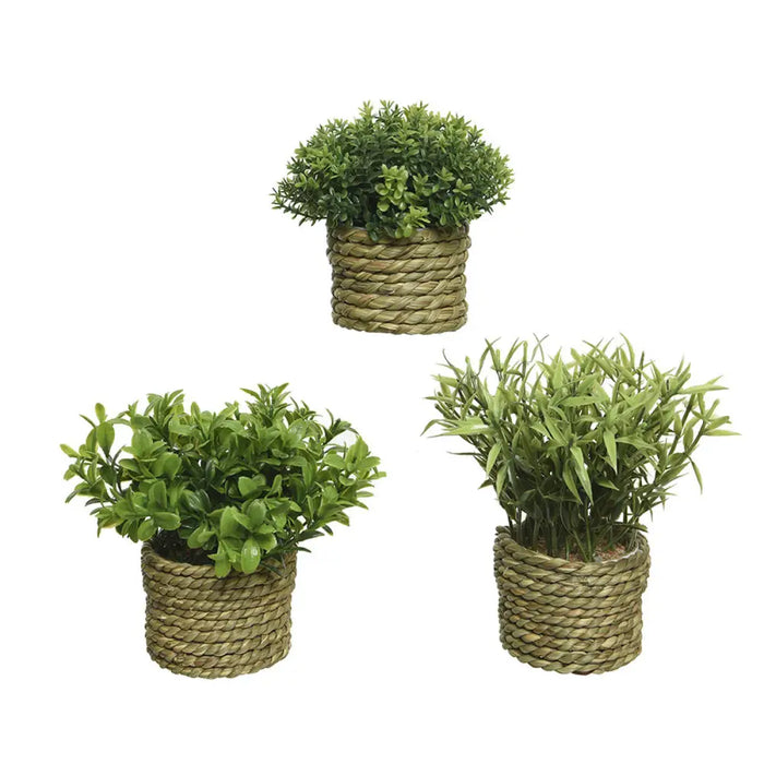 Декоративно Растение Basic Home Изкуствен Въже Зелен 16 x 3