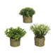 Декоративно Растение Basic Home Изкуствен Въже Зелен 16 x 3