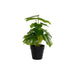 Декоративно Растение DKD Home Decor PVC полипропилен 20 x