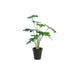 Декоративно Растение DKD Home Decor Зелен PE (20 x 20 x 40