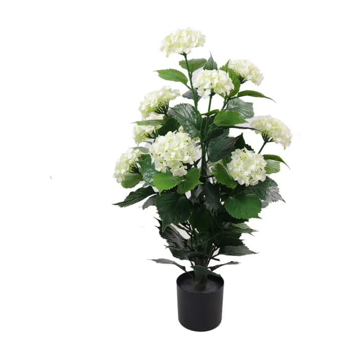 ДЕКОРАТИВНО РАСТЕНИЕ В САКСИЯ ROSSIMA ХОРТЕНЗИЯ