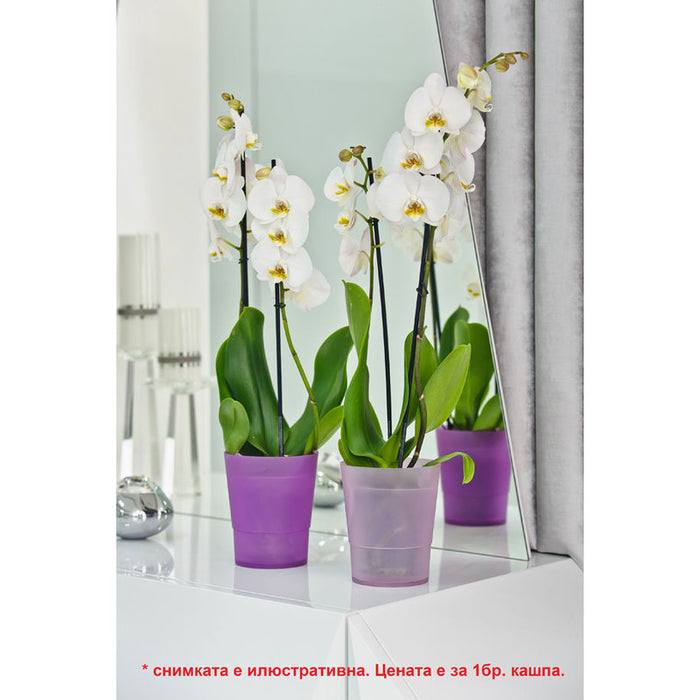 ПЛАСТМАСОВА КАШПА Ф14CM ЗА ОРХИДЕЯ DON PLAST