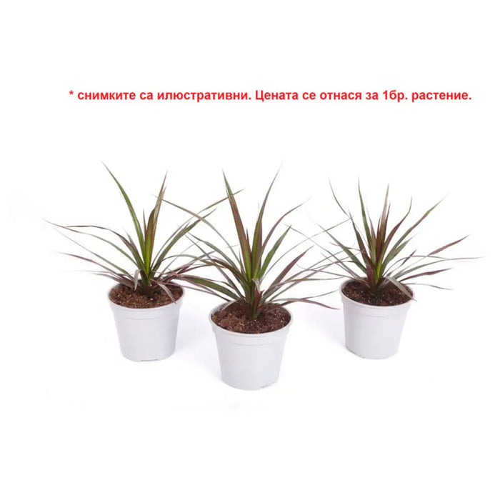 ДРАЦЕНА
