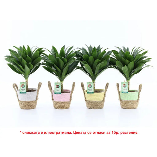 ДРАЦЕНА COMPACTA