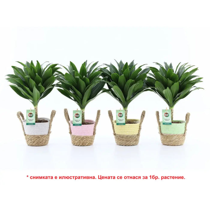ДРАЦЕНА COMPACTA