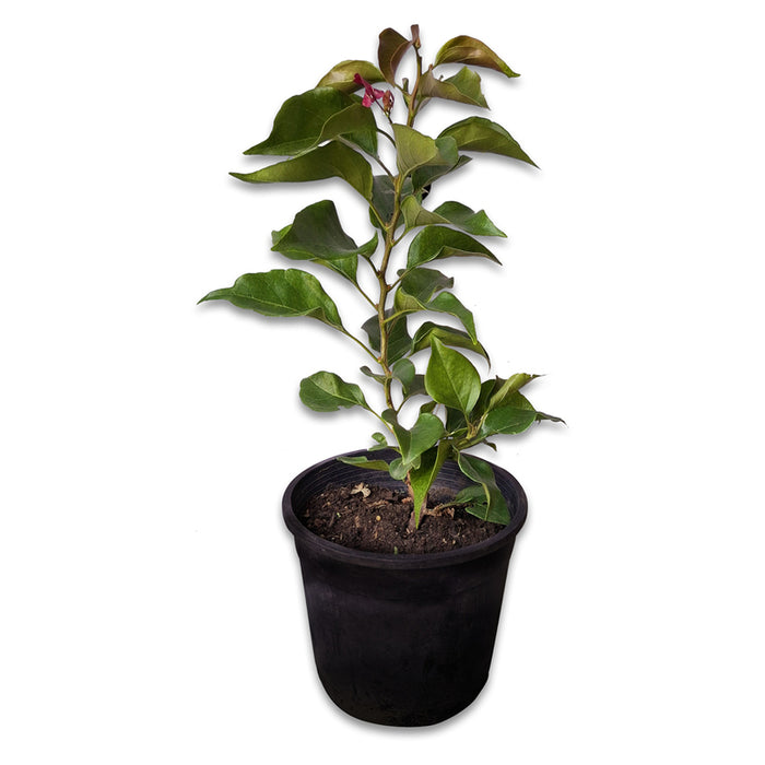 БУГЕНВИЛИЯ EKZOTIKA