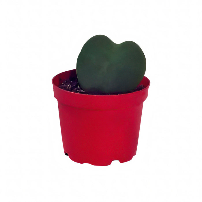 HOYA KERRII EKZOTIKA