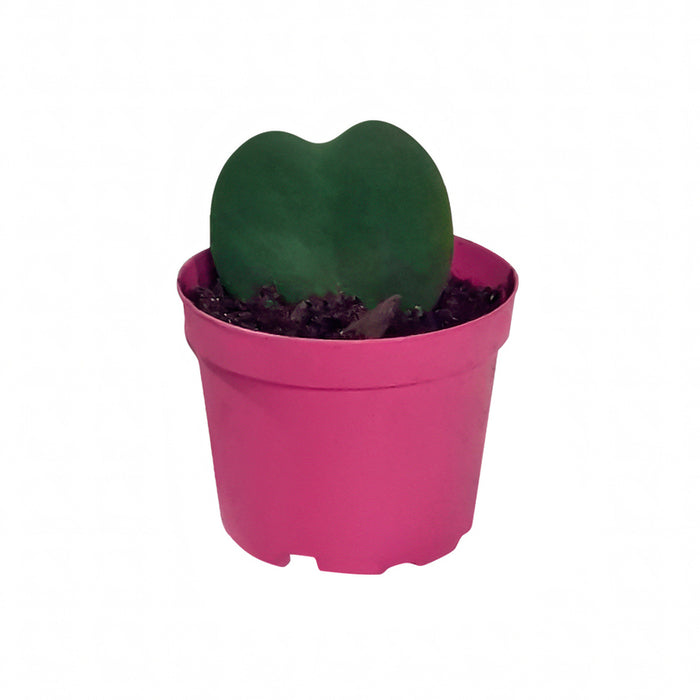 HOYA KERRII EKZOTIKA