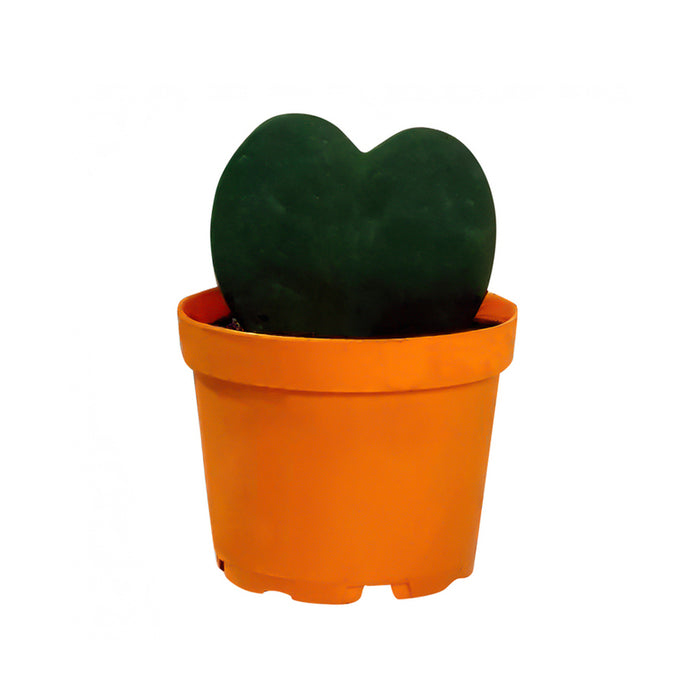 HOYA KERRII EKZOTIKA