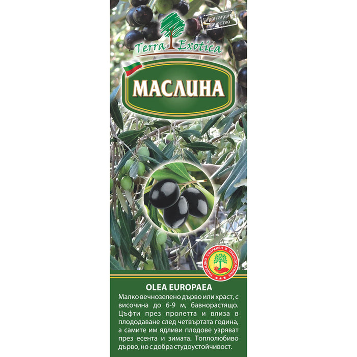 КОРЕН МАСЛИНА EKZOTIKA