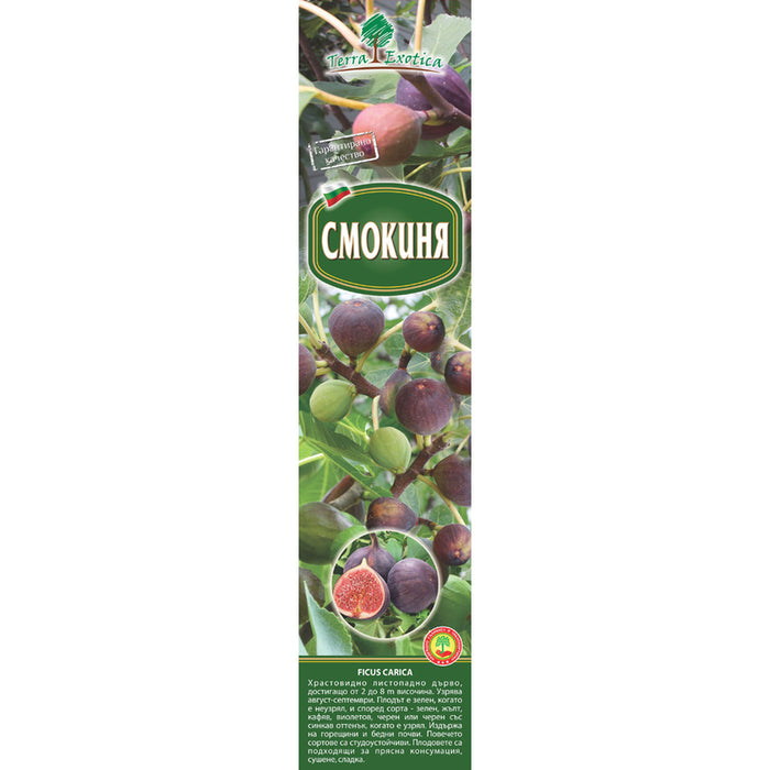 КОРЕН СМОКИНЯ EKZOTIKA