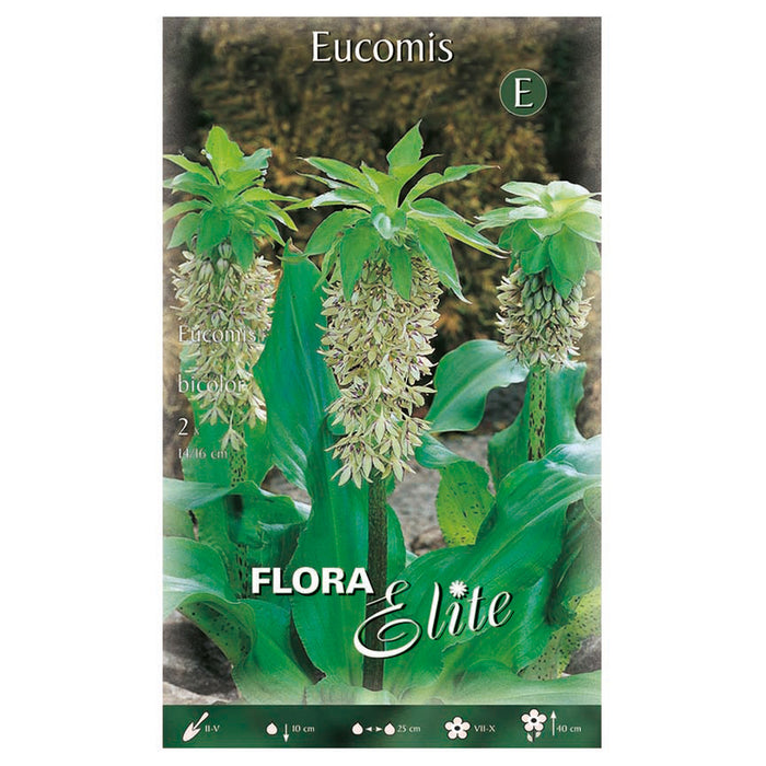 SPRING BULBS EUCOMIS BICOLOR ELITE