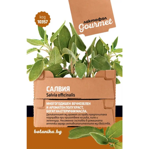 СЕМЕНА САЛВИЯ ГУРМЕ