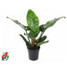 ФИЛОДЕНДРОН IMPERIAL GREEN