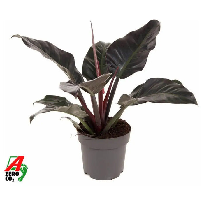 ФИЛОДЕНДРОН IMPERIAL RED