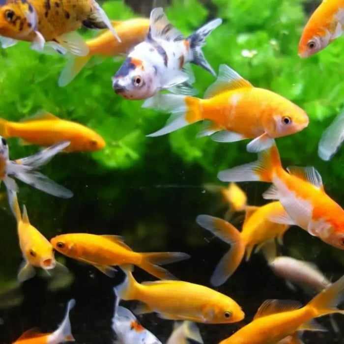 Филтър за Вода Aimé