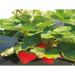 ФОЛИО ЗА ЯГОДИ TERRAPRO 1.4 X 10 М