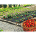 ФОЛИО ЗА ЯГОДИ TERRAPRO 1.4 X 10 М
