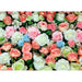 ФОТОТАПЕТ PREMIUM MAXI 160X110 СМ. РОЗИ