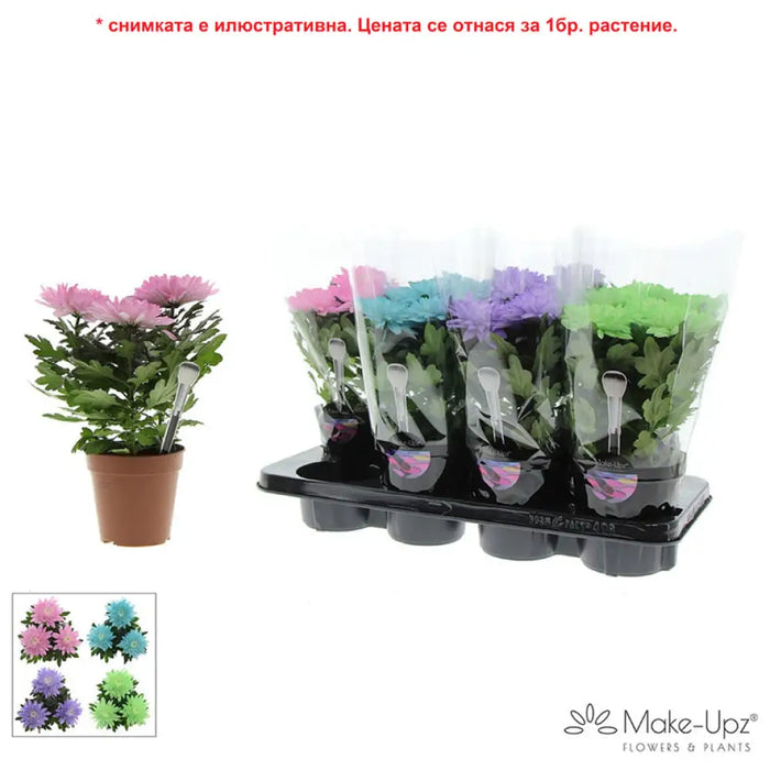 ХРИЗАНТЕМА ZEMBLA NEXT