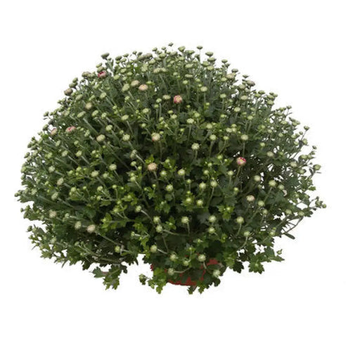 ХРИЗАНТЕМА