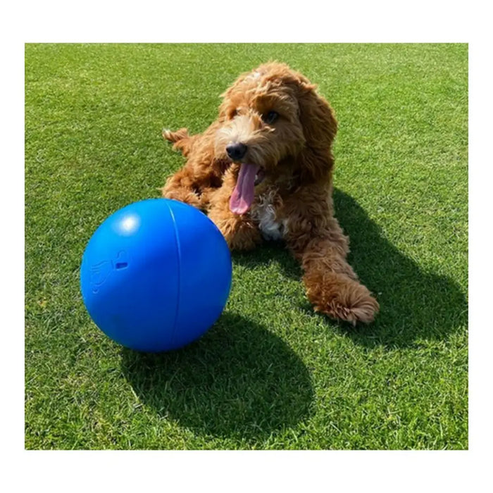 Играчка за Кучета Company of Animals Boomer Син (250mm)