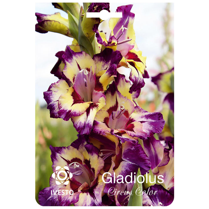 SPRING BULBS GLADIOLUS IVESTO CIRCUS COLOR