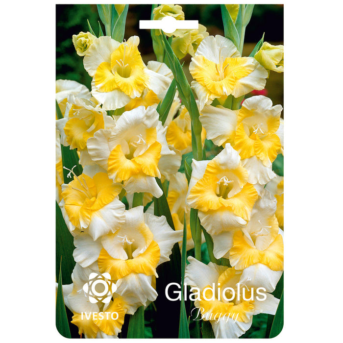 ЛУКОВИЦИ GLADIOLUS IVESTO BUGGY